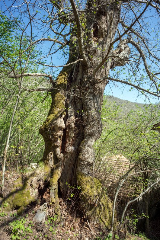 MkcPoli's tweet image. tra le fogli edegli alberi solo il rumore del vento e il tambureggiare del picchio che qui trova il suo habitat ideale
 #Carsegli #CaseVecchie #ValPentemina @parcoantola #AlberiMonumentali