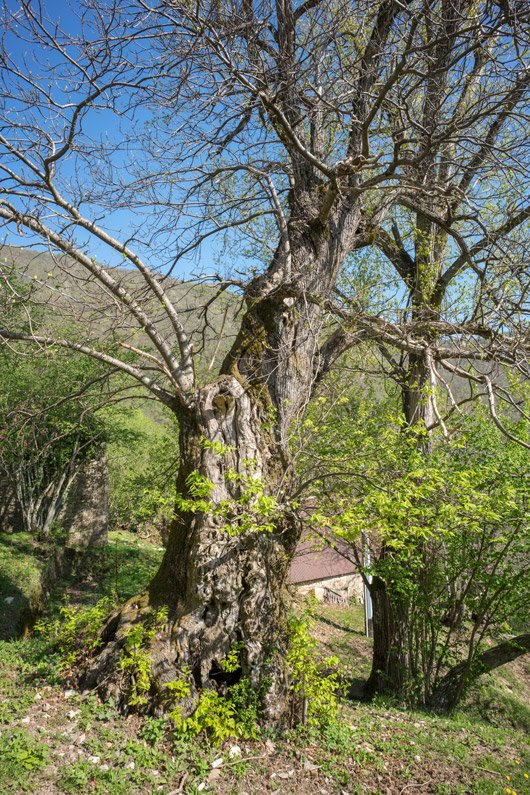 MkcPoli's tweet image. tra le fogli edegli alberi solo il rumore del vento e il tambureggiare del picchio che qui trova il suo habitat ideale
 #Carsegli #CaseVecchie #ValPentemina @parcoantola #AlberiMonumentali
