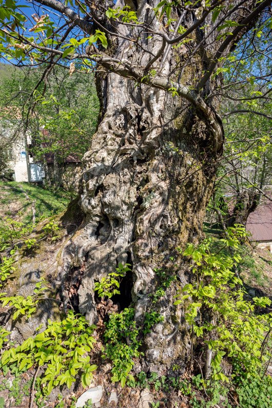MkcPoli's tweet image. tra le fogli edegli alberi solo il rumore del vento e il tambureggiare del picchio che qui trova il suo habitat ideale
 #Carsegli #CaseVecchie #ValPentemina @parcoantola #AlberiMonumentali