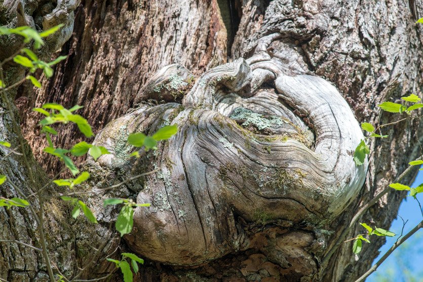 MkcPoli's tweet photo. alcuni #castagni #secolari hanno escrescenze che sembrano #gargoyle di legno #Carsegli #CaseVecchie #ValPentemina @parcoantola #AlberiMonumentali https://t.co/FhYWK3oR4U