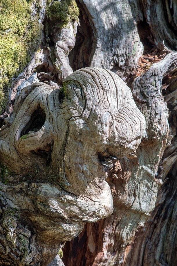 MkcPoli's tweet photo. alcuni #castagni #secolari hanno escrescenze che sembrano #gargoyle di legno #Carsegli #CaseVecchie #ValPentemina @parcoantola #AlberiMonumentali https://t.co/FhYWK3oR4U