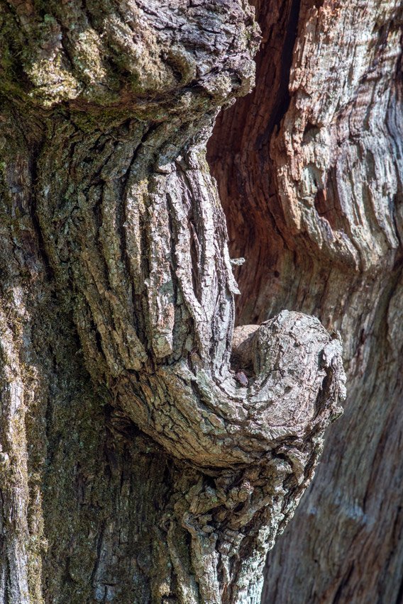 MkcPoli's tweet photo. alcuni #castagni #secolari hanno escrescenze che sembrano #gargoyle di legno #Carsegli #CaseVecchie #ValPentemina @parcoantola #AlberiMonumentali https://t.co/FhYWK3oR4U