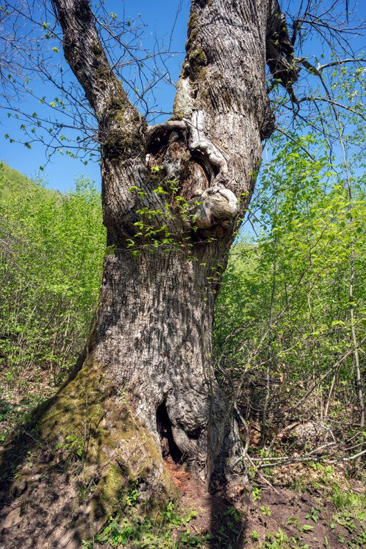 MkcPoli's tweet image. pietre e legno parlano di storie lontane #Carsegli #CaseVecchie #ValPentemina @parcoantola #AlberiMonumentali