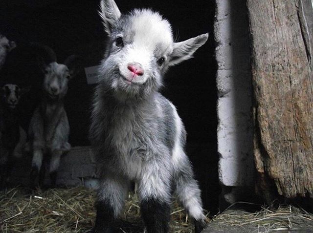 CozyGoats's tweet photo. Us goats are not only cozy, we are also generous. That being said, here’s a code that you can use on checkout to get 15% off your next order: INSTAGOATS
Just remember to add it, it won’t apply automatically.
⠀⠀
Visit us at https://t.co/4UGKiG5cGE
(C… https://t.co/GyHw1KeZ58 https://t.co/geJYcTbzCo