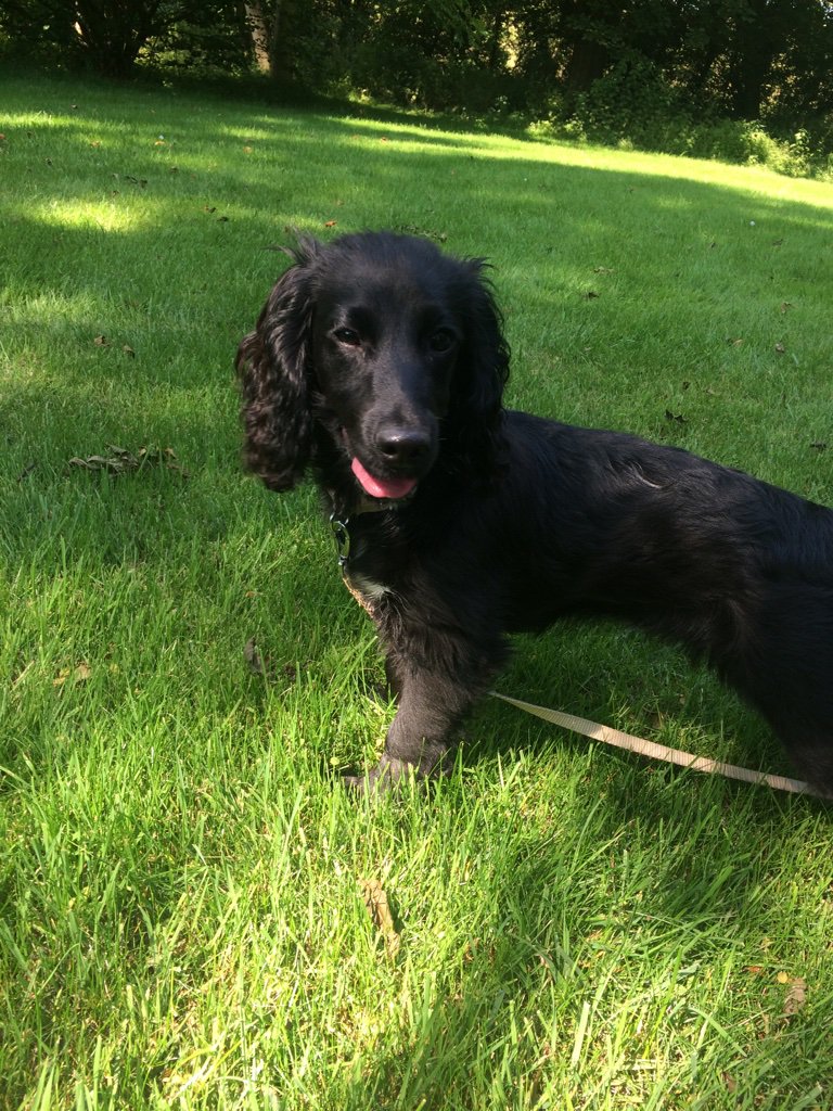 lowrie_gb's tweet photo. #dda79 I’ll show you mine if you show me your…DOG @netnarr https://t.co/G25GZ2e6qb