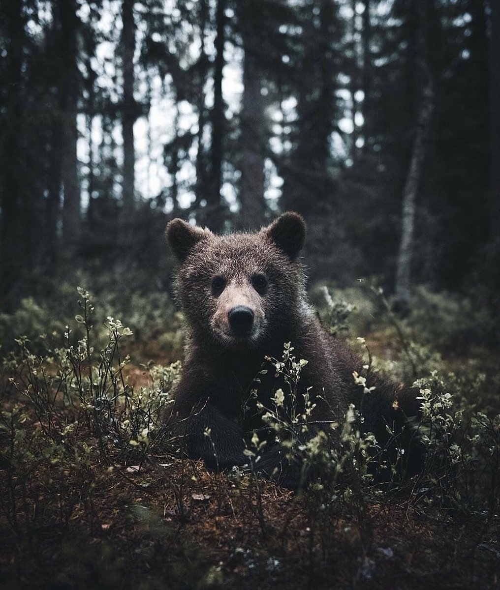 visualsplanet's tweet photo. Your daily inspiration! By: @stiannorum #visualsplanet https://t.co/3mwpCauNkq https://t.co/S21EpbYXlx