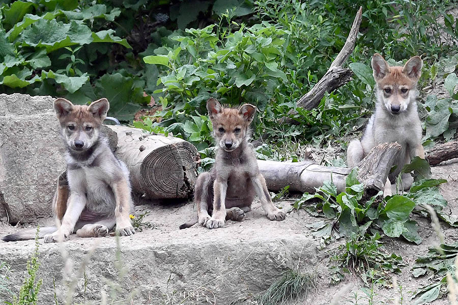 brookfield_zoo's tweet photo. Happy birthday to the Mexican wolves born 2 years ago at Brookfield Zoo! (In 2016: Azul, Ela and Rio). Two other pups born in this litter, Blaze and Brooke, were placed with a wild pack in Arizona as part of the Mexican #WolfRecovery program. https://t.co/iZkTnkTfz6 https://t.co/9fchSYBtNN