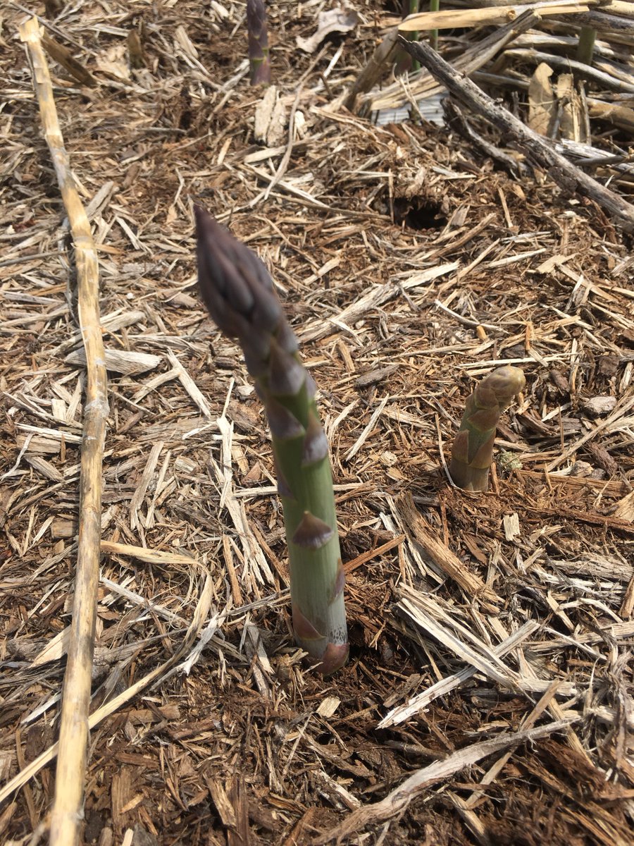 PamSmithDTN's tweet photo. Well shoot....it must be spring! #gardenchat https://t.co/AcEmjHWYQD