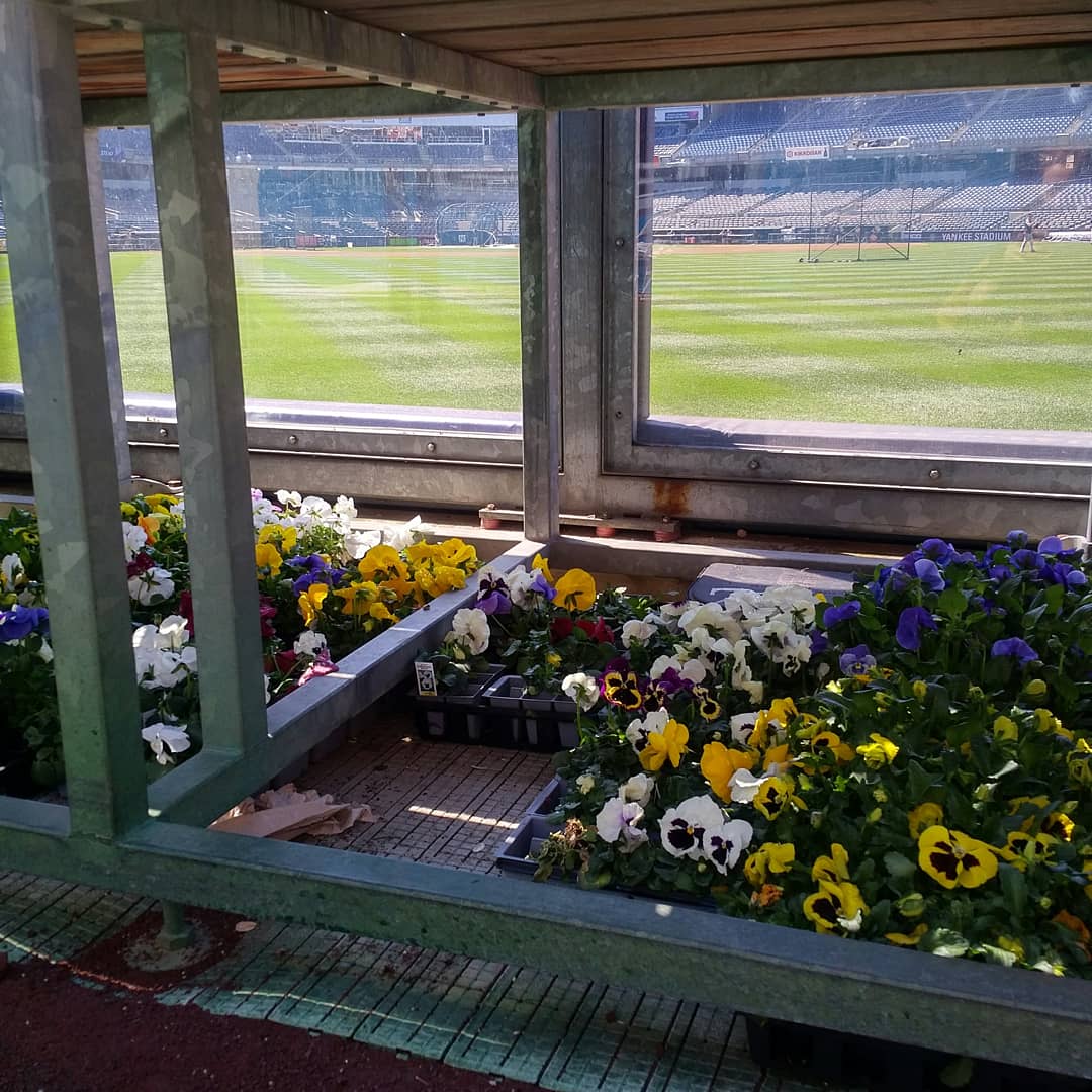 NancyNewmanYES's tweet photo. #BullpenViews #YankeeStadium #Yankees #RelieversLife #Pitchers -- Spring flowers blooming beneath the benches #LoveThisGame https://t.co/Q7wMkB3S1V