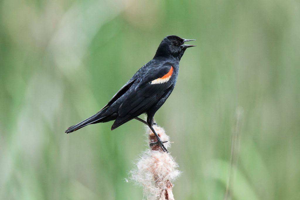 LENSC's tweet photo. Red-winged #Blackbirds are one of the most common birds you can see and hear near water and vegetation. Learn more about native birds at #BirdsofLakeErieDay: https://t.co/vcEwQ3bM4Q https://t.co/r8iYrM82cD