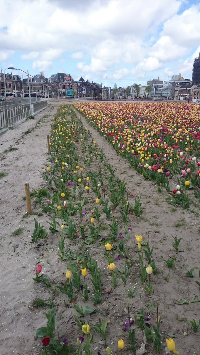 Stichting DelftBloeit tweet media