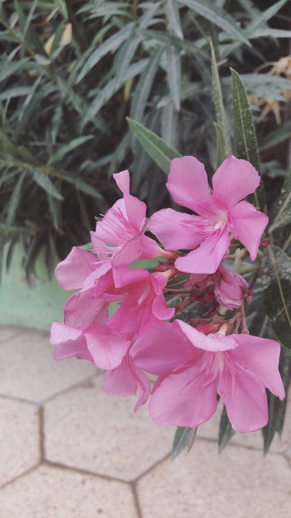 إهداء الحمودي tweet media