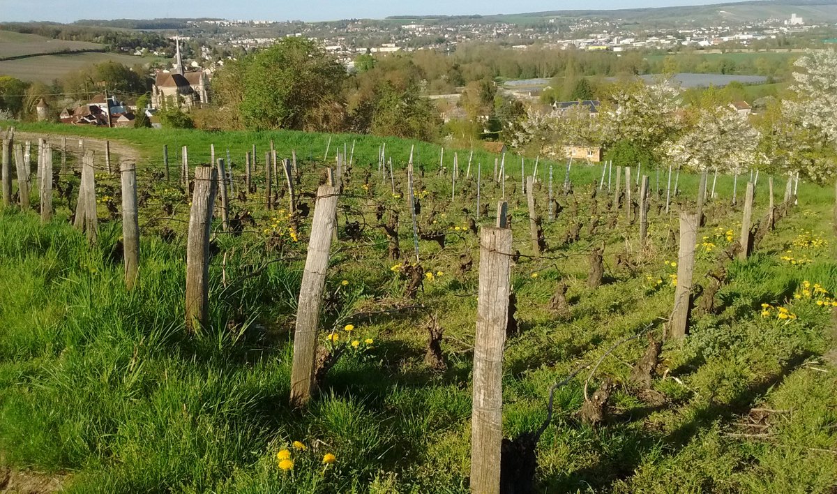 02400Champ_Huot's tweet photo. Paysage de printemps, arbres et pissenlits en fleur
#vigne #champagne https://t.co/9DsCWEuy76