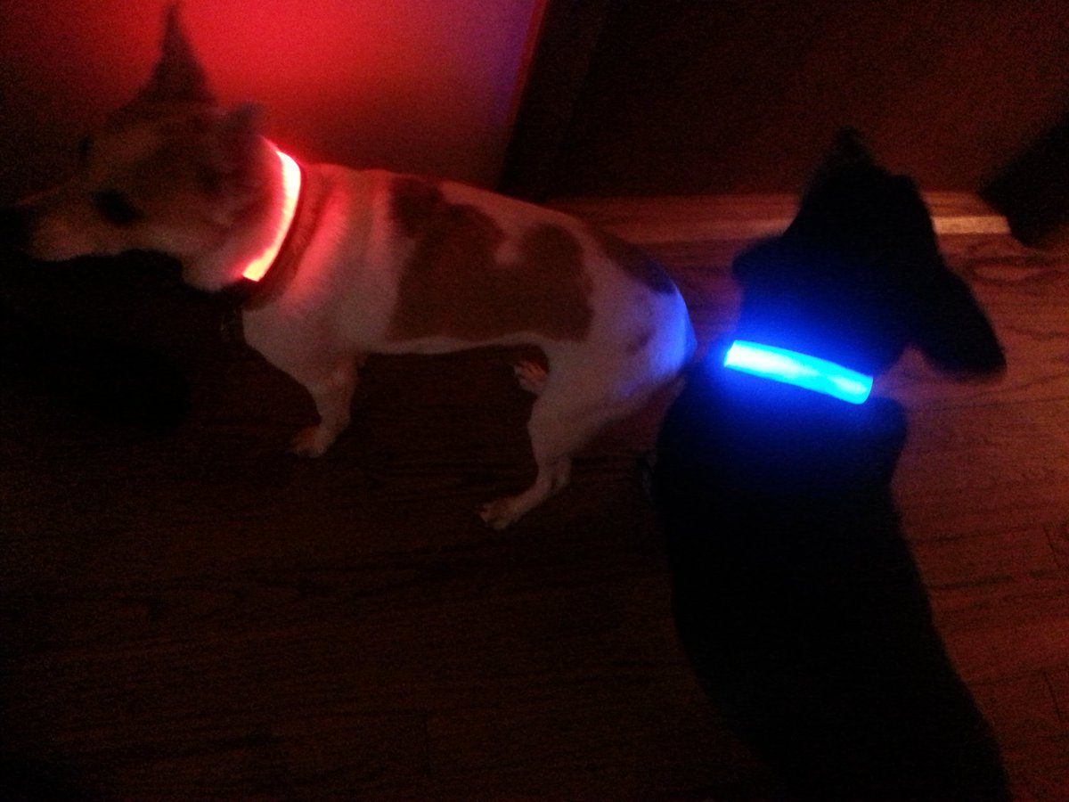 Raging_Zucchini's tweet photo. @ryenlung They came in! #HaloBelt
https://t.co/zGNwPde05v https://t.co/0KHgxW75SF