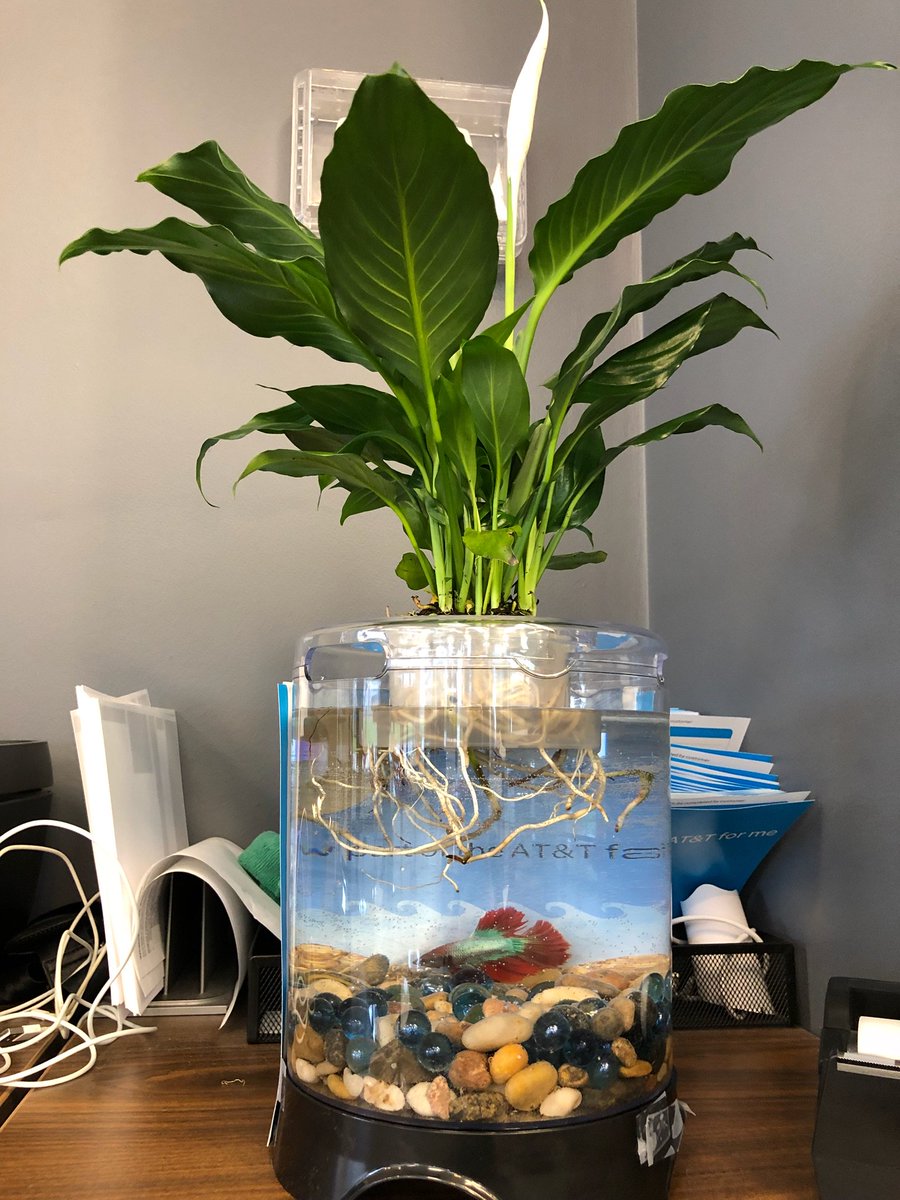 NatashaJAdams's tweet photo. Introducing Team Radley's new mascot #ScatManJohn @fearthejester82 @BlevinsMandi https://t.co/ZndOzwn0rN
