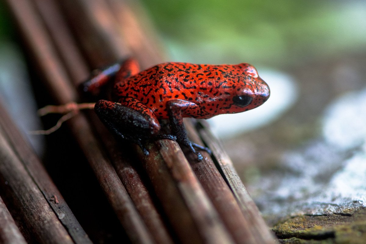 smithsoniansas's tweet photo. Happy #WildlifeWednesday! The strawberry poison dart frog, native to Central America, is very territorial - even though they grow to be less than an inch long! #smallbutmighty #naturesisneat #CostaRica https://t.co/aZ1wM7oeB3
