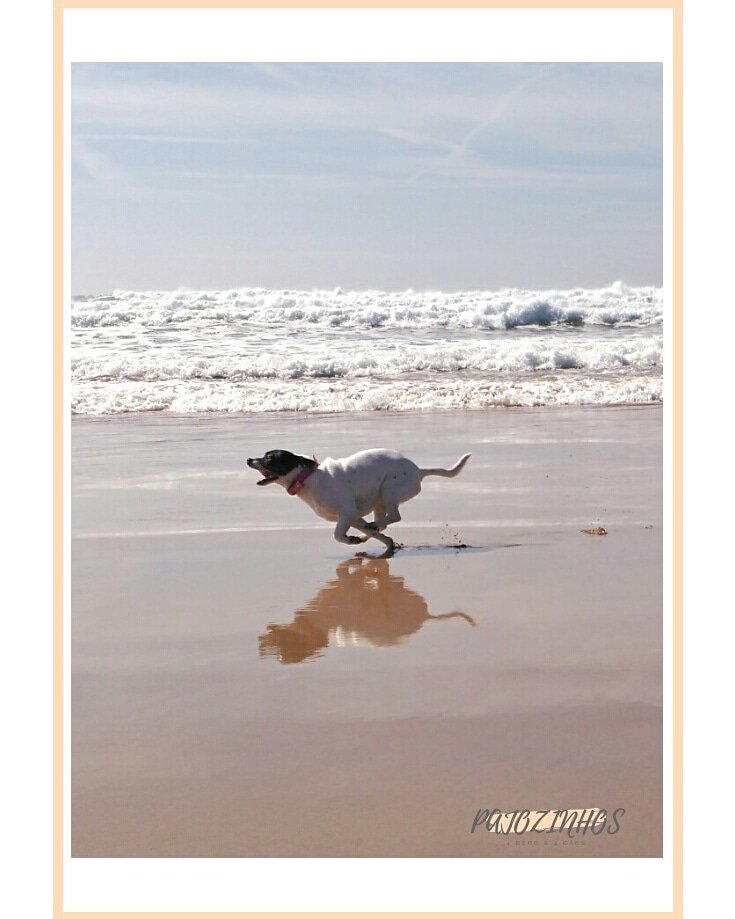 pajozinhos's tweet photo. Feliz dia da liberdade *Samy*
Happy freedom day 🇵🇹
#pajozinhos #1bebe4caes
#caesdeportugal #petphotography
#adoptdontshop #dogoftheday #petable #caesdosportugueses #dogsofportugal #p3pet #lisboa #portugal #beach #mutt
#dogsoftwitter @dogcelebration @mydogiscutest https://t.co/mOwTQJzQFF