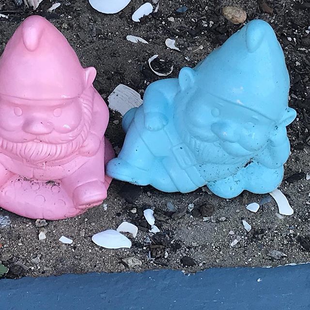 TopazSunStyle's tweet photo. Garden gnomes. #gardening #gardengnomes #gardengnome #california #californiagarden #pinkgnome #bluegnome #gnome #southerncalifornia #beachcities #californialife https://t.co/jxRWOxlXWM