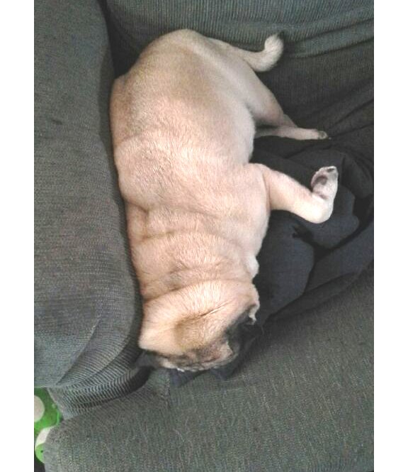 FishstickThePug's tweet image. Out cold face first. #FlatFace #dogs #puglife #pugfan #doglife #pugsrule #dogsoftwitter #dogs2018 #puglove #pugs #instapug #pugsoftwitter #dogsofinstagram #DogsAreFamily #dogsofinsta #RescueDogs #AdoptDontShop