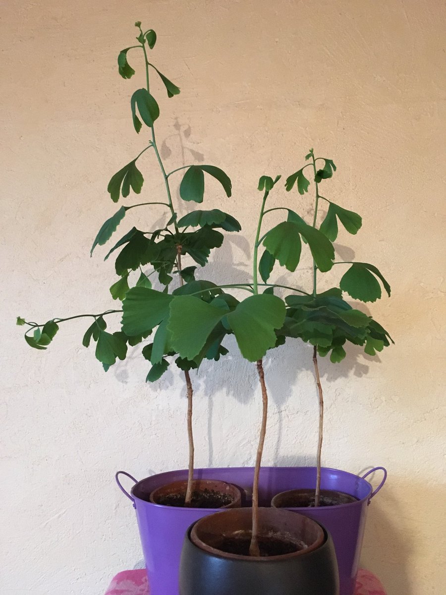 nathdebesac's tweet photo. Les bébés #Ginkgo de #Micaud ont soufflé leur 3ème bougie ! ❤️❤️❤️ https://t.co/rIlAfVLIMO