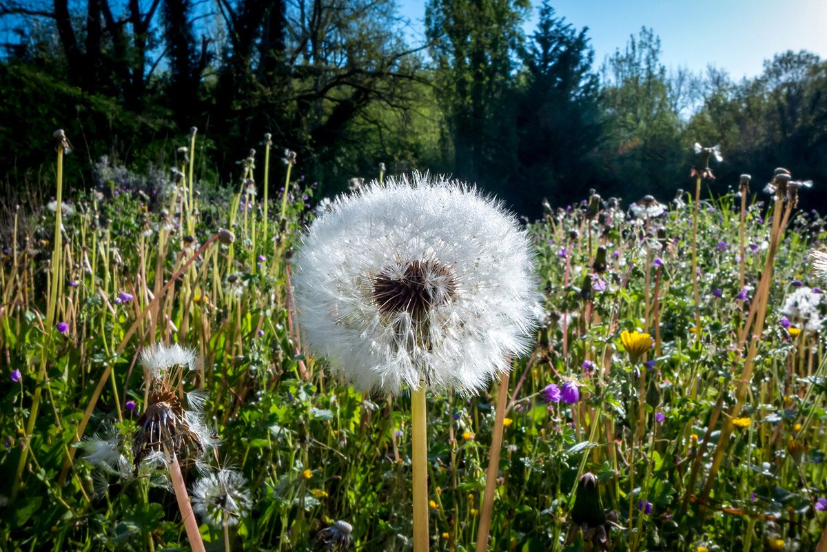 andrewhasson's tweet image. La Charente #lafranceprofonde #dandelion #timeplease #spring