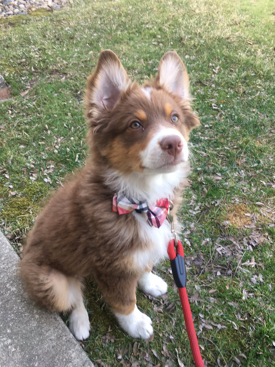 whatthefeakes's tweet photo. @idaveprice Tino is ready to go live at the Capitol. @WHOhd #DapperDoggo https://t.co/jPQVwB5Nrx