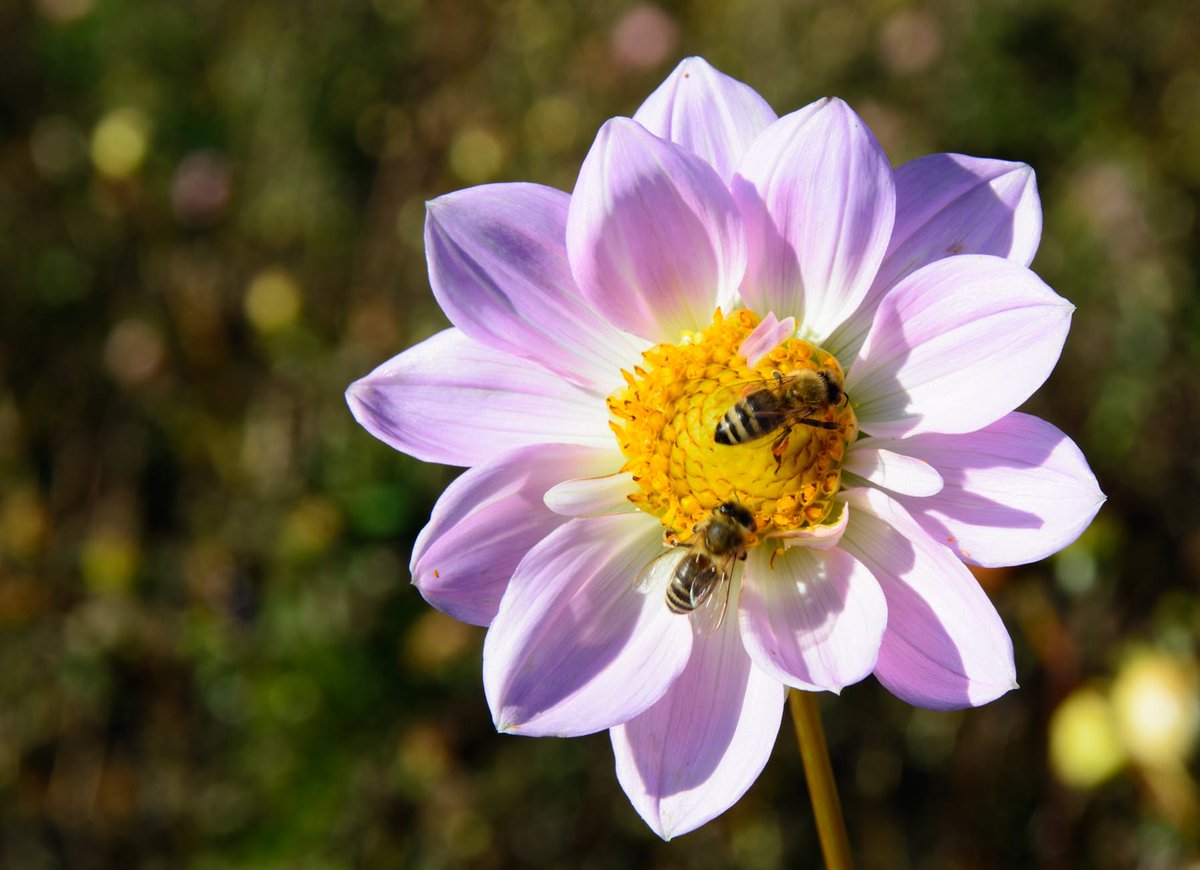 EnviroCareOC's tweet photo. With Spring time in full bloom, we're sure you've been seeing plenty of bees around. If they happen to make a nest close to home, please call us for safe removal options! https://t.co/6XRa9XugTH