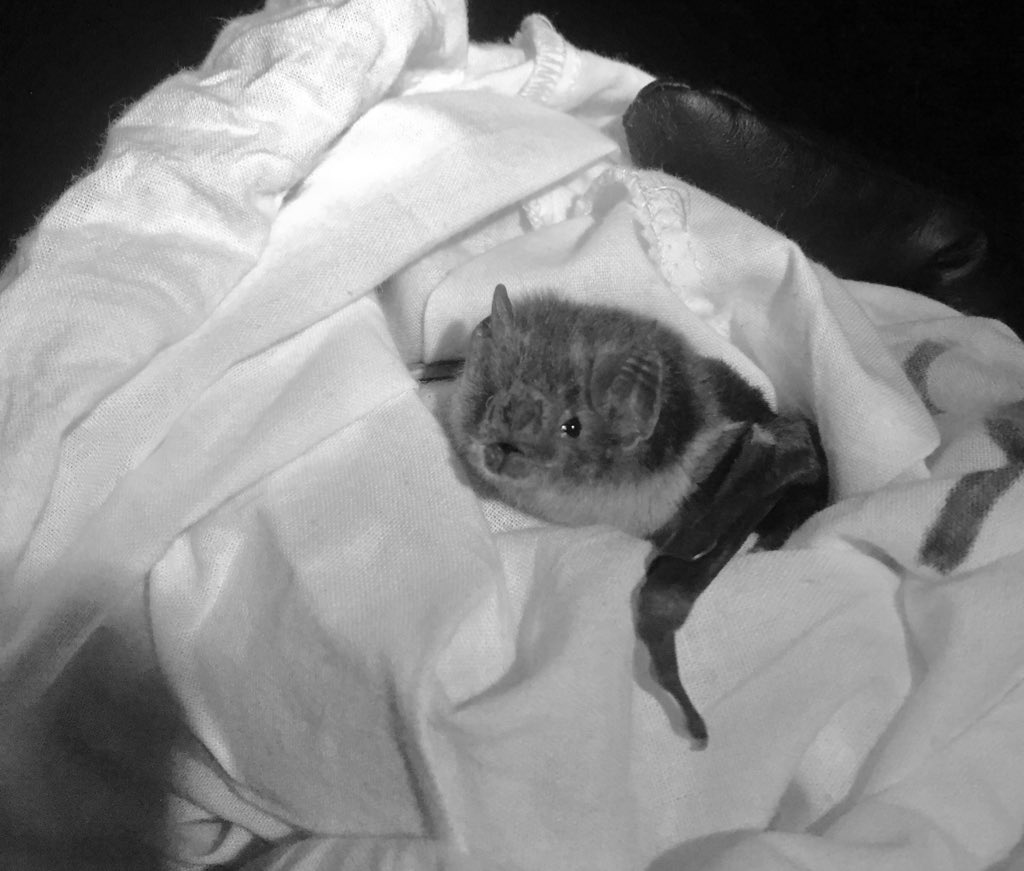 alyb_batgirl's tweet photo. Happy Wednesday! Hereβs a moody vampire #bat to help get you through hump day #Batathon #belize https://t.co/U71dm7x7lv