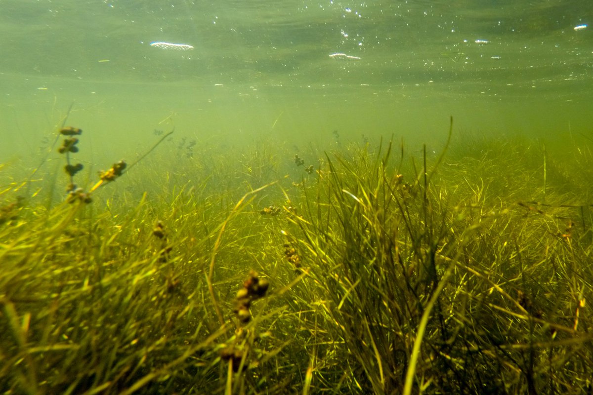 chesbayprogram's tweet photo. When it comes to underwater grasses, "We don't need miracles. We just need a sustained effort." https://t.co/IdOeVZb8Ub https://t.co/Ym9PrkTBr4