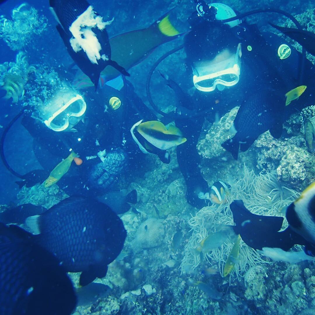 JoRiker's tweet photo. @TravelPulse @Nassau_Bahamas A3 scuba diving @Nassau_Bahamas has the best tropical fish  #TPchat https://t.co/6tZkFScFaI