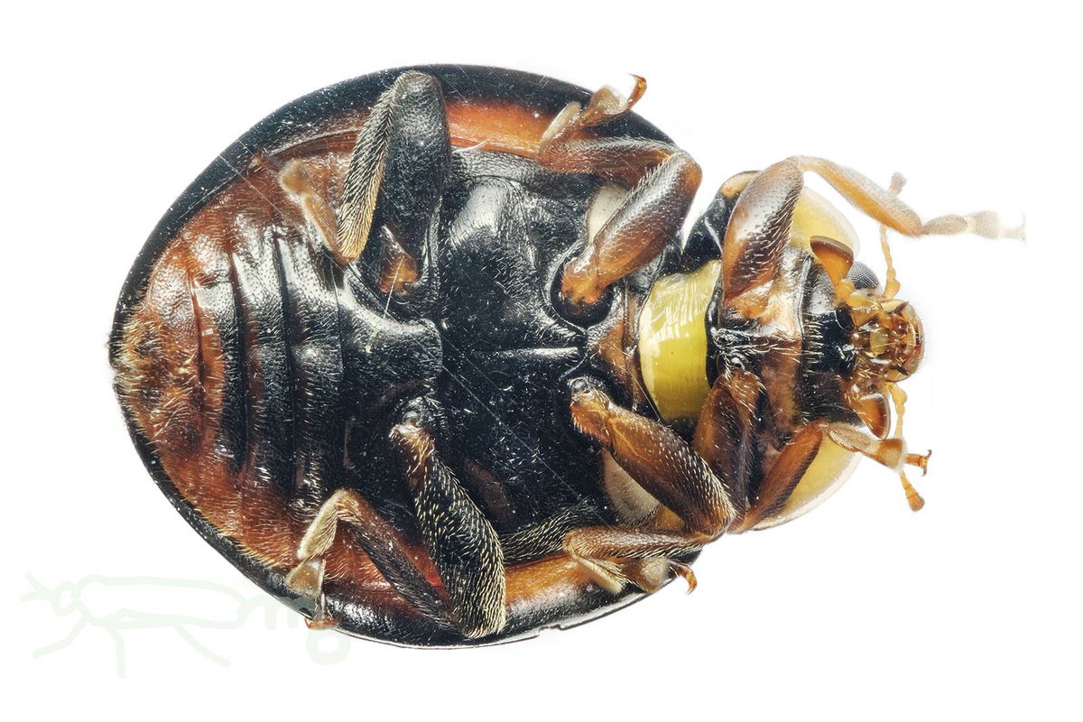 テントウハラボソコマユバチ Twitter