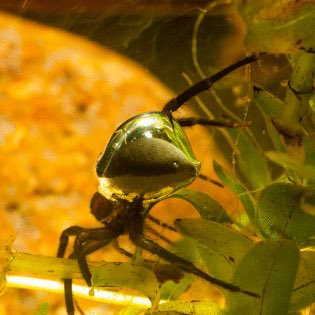 thehaikufairy's tweet photo. Diving Bell Spider/

 uses an airtight seal to/

breath underwater.
 
#HaikuChallenge (airtight)
#haiku #micropoetry #spiders #divingbellspider #nature  (photo unknown) https://t.co/pQbH0tvqVd