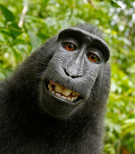 FindLawPro's tweet image. 9th Circuit Not Amused by Selfie-Monkey Copyright Claim: ow.ly/EXmK30jG5zZ | #monkeyselfie