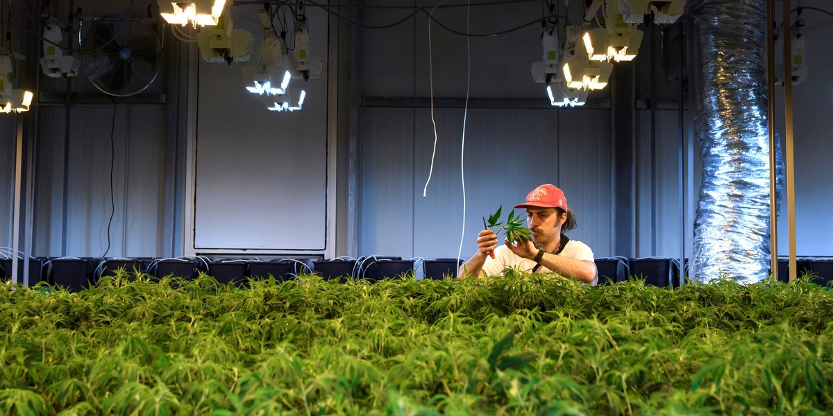 treetopsonly's tweet photo. CBD oil for epilepsy treatment backed up by more studies https://t.co/U7Z2BJYq6e via @herbworthy #cannabis https://t.co/FqSGSNFs8q
