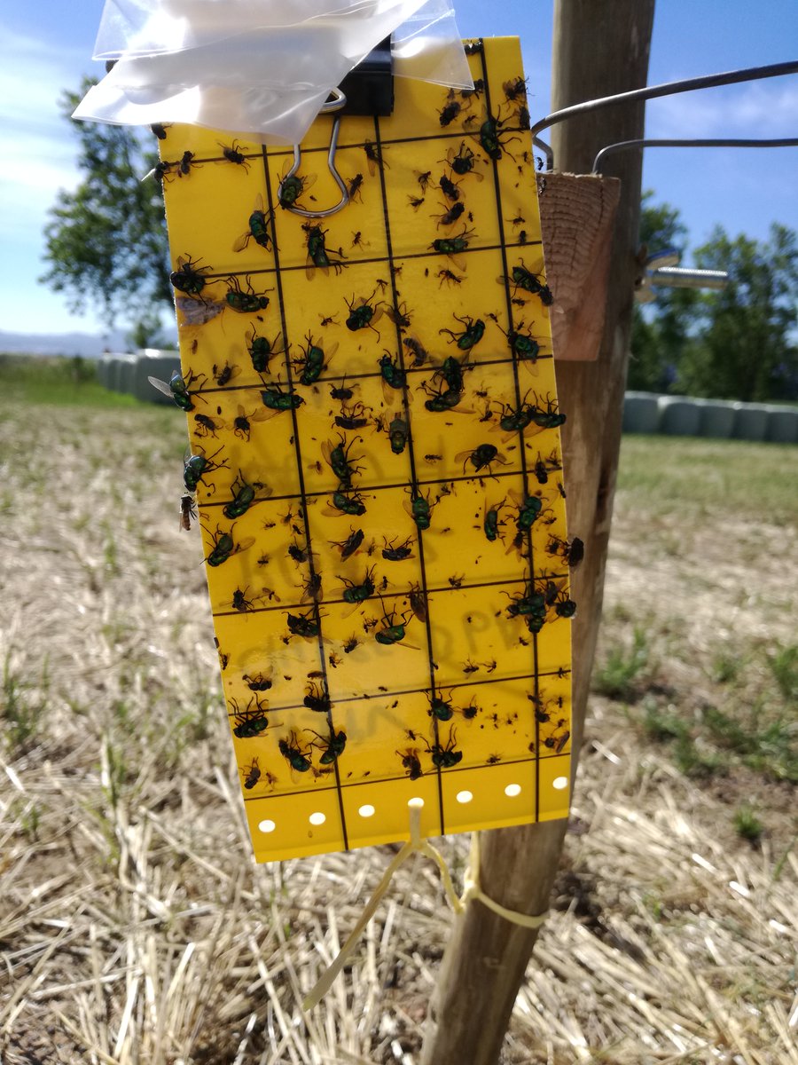 Phew, cover crop sowing is complete! Now we can process natural enemy and pollinator samples from our HIPV (Herbivore Iduced Plant Volatile) lure pan &amp; sticky trap trial last season! HIPV lures should really boost catches!
#GCRF_VOICES <a href="/BBSRC/">Biotechnology and Biological Sciences Research</a> <a href="/LeedsEcoEvo/">Leeds Eco&Evol Res</a> 
youtube.com/watch?v=qhMb-7…