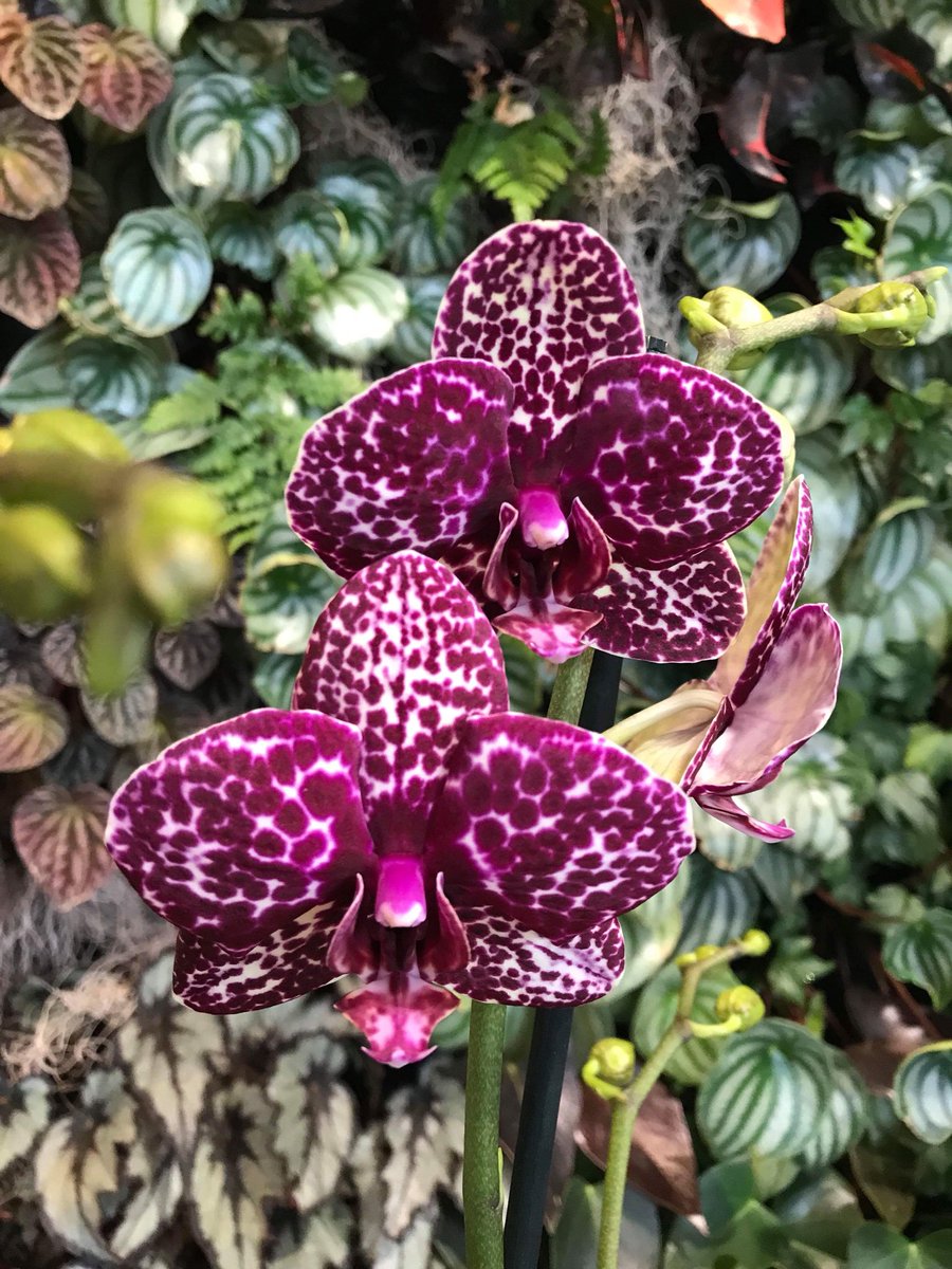 ExoticPlantStud's tweet photo. Phalaenopsis Wild Cat 🐱 💜🍇 #orchids #Phalaenopsis #cat #dots https://t.co/Wa861WQGKu