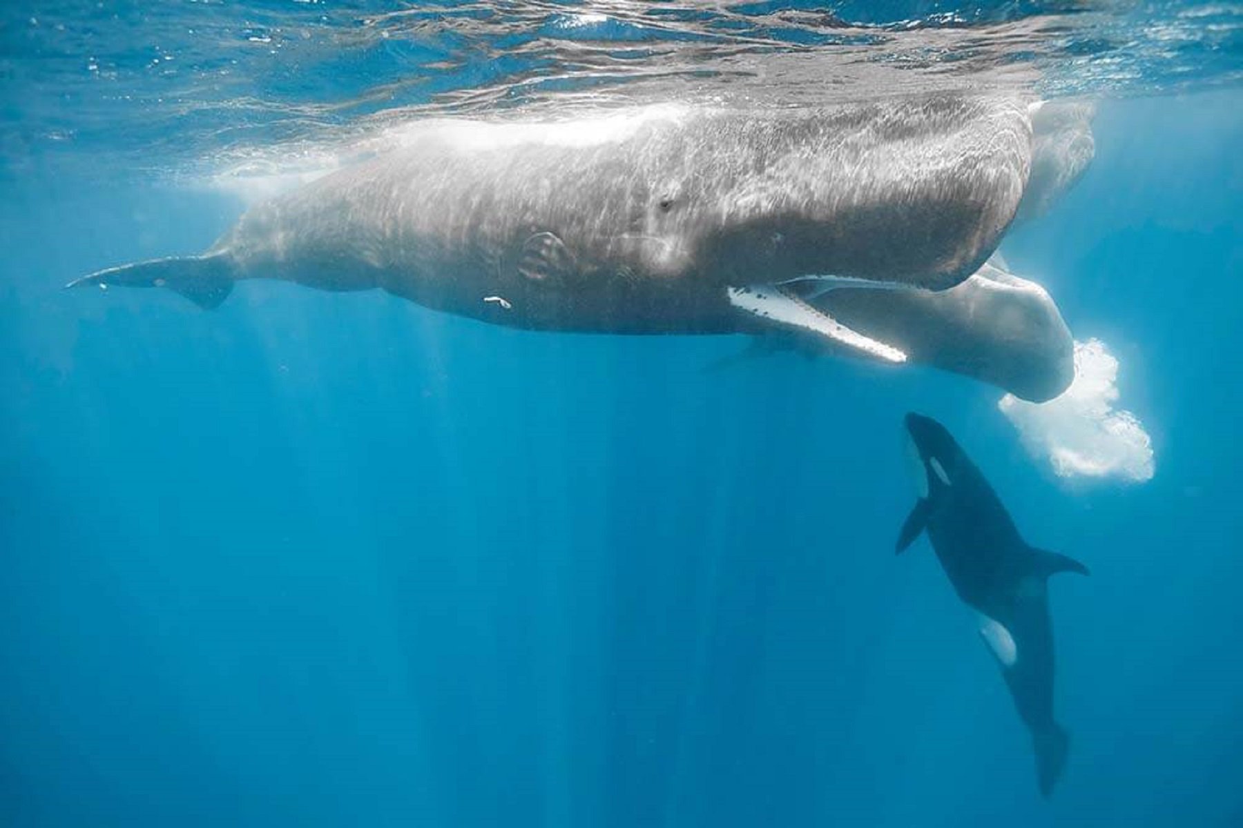 Quad Finn on Twitter: "Spectacular photo of a Sperm Whale pod defending