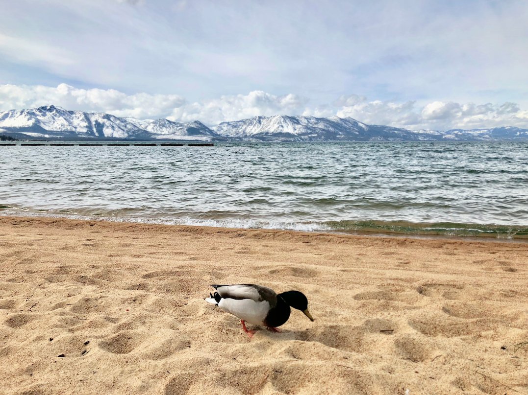LandingResort's tweet photo. Making new friends on the lake. https://t.co/Hew5wSNA3v