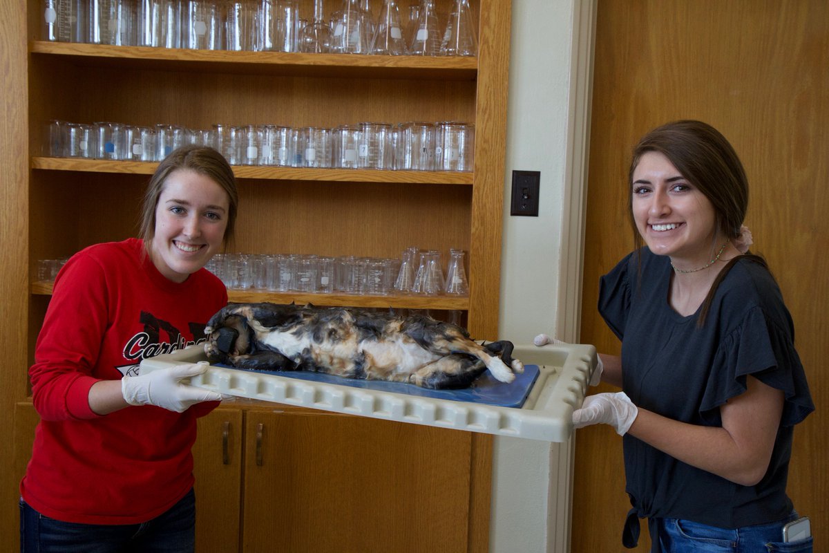 Mrbiology15's tweet photo. My CIS Anatomy and Physiology class got to join in on the fun today! #CatDissection https://t.co/3ITkHNFuuE