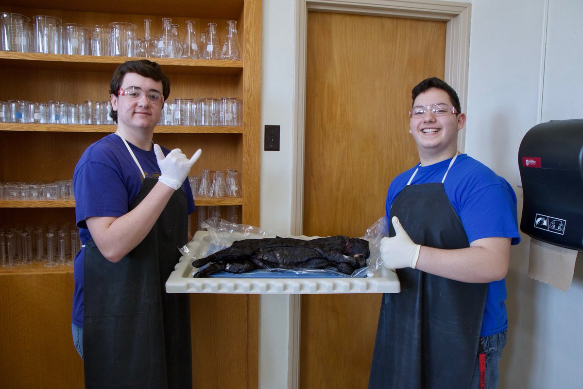 Mrbiology15's tweet photo. My CIS Anatomy and Physiology class got to join in on the fun today! #CatDissection https://t.co/3ITkHNFuuE