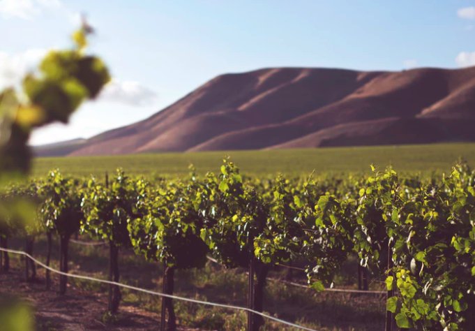 ScottRStorick's tweet photo. South #Florida is one of the best #wine regions in the country — check out 5 of the most standout #wineries in the state https://t.co/Rg3u3N19uF https://t.co/j23OABlAlE