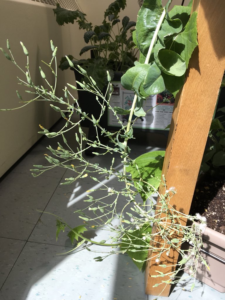 MsJacobs_NL's tweet photo. We really enjoyed all our salad mix. Now the plant is flowering and we wonder, ‘how many new seeds will we get?’ #circleoflife #lifecycle #lgt #indoorgarden #smallschool #nlschools https://t.co/aPJ6anr0b1
