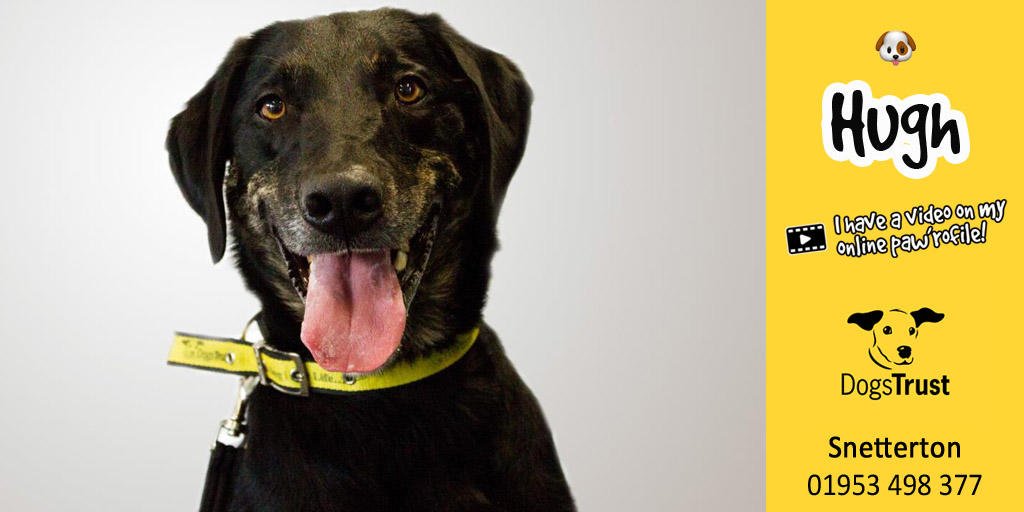 DogsTrust's tweet image. Hugh @dt_norfolk is a lovely boy who can take a little time to trust new people, once he does he is playful and bouncy and enjoys gentle fuss, he is a handsome boy who lacks confidence. 🐶
Online profile 👉 fal.cn/4D-6 #adogisforlife