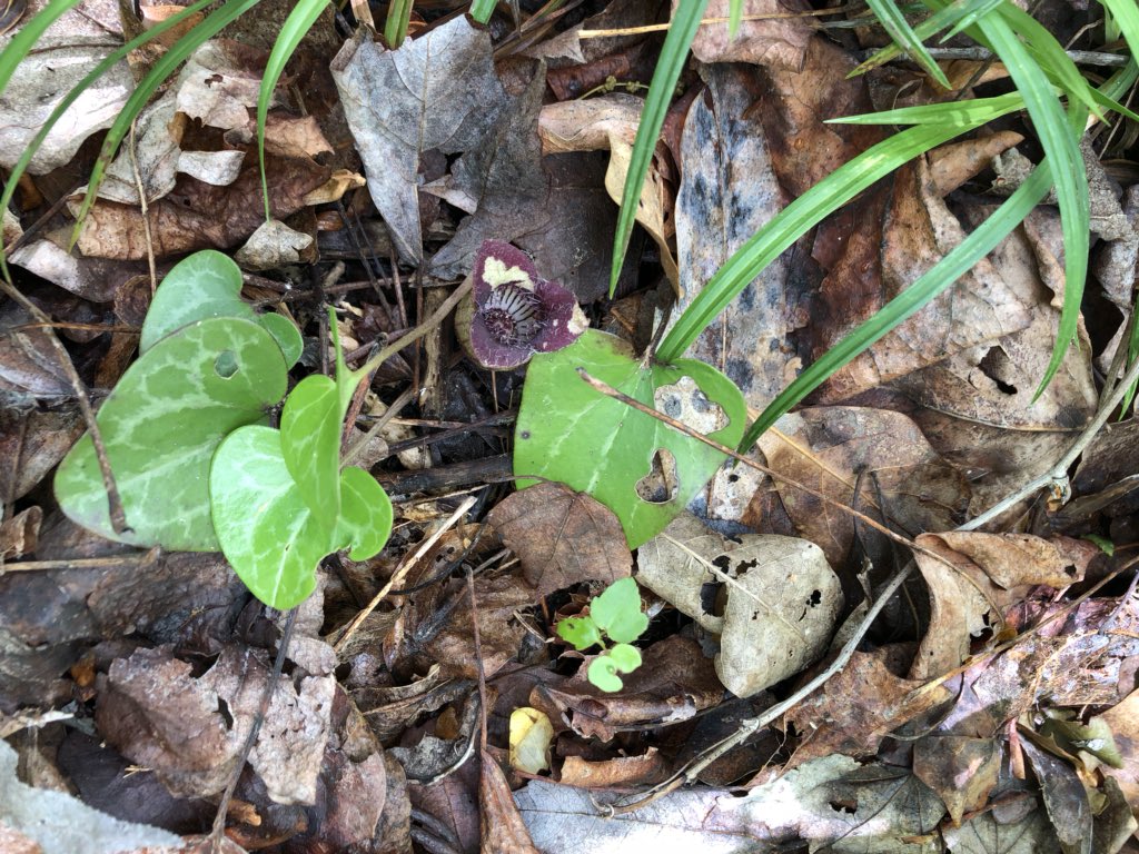 mtownleyscience's tweet photo. Getting some nature on us at the hshs trail! Some more than others, unfortunately. Plus the largest 5 lined skink I’ve seen. #unplannedswim #iwonderhowdeepthatwateris #reallydeep https://t.co/T3obMIwH3B