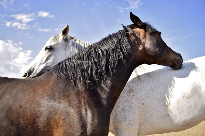 En la Jornada Anual de Padrino Tecnológico del 7 de mayo propondremos la organización de actividades con caballos para las personas de los centros con los que tenemos convenios. Participa y ayúdanos en la organización de las actividades.