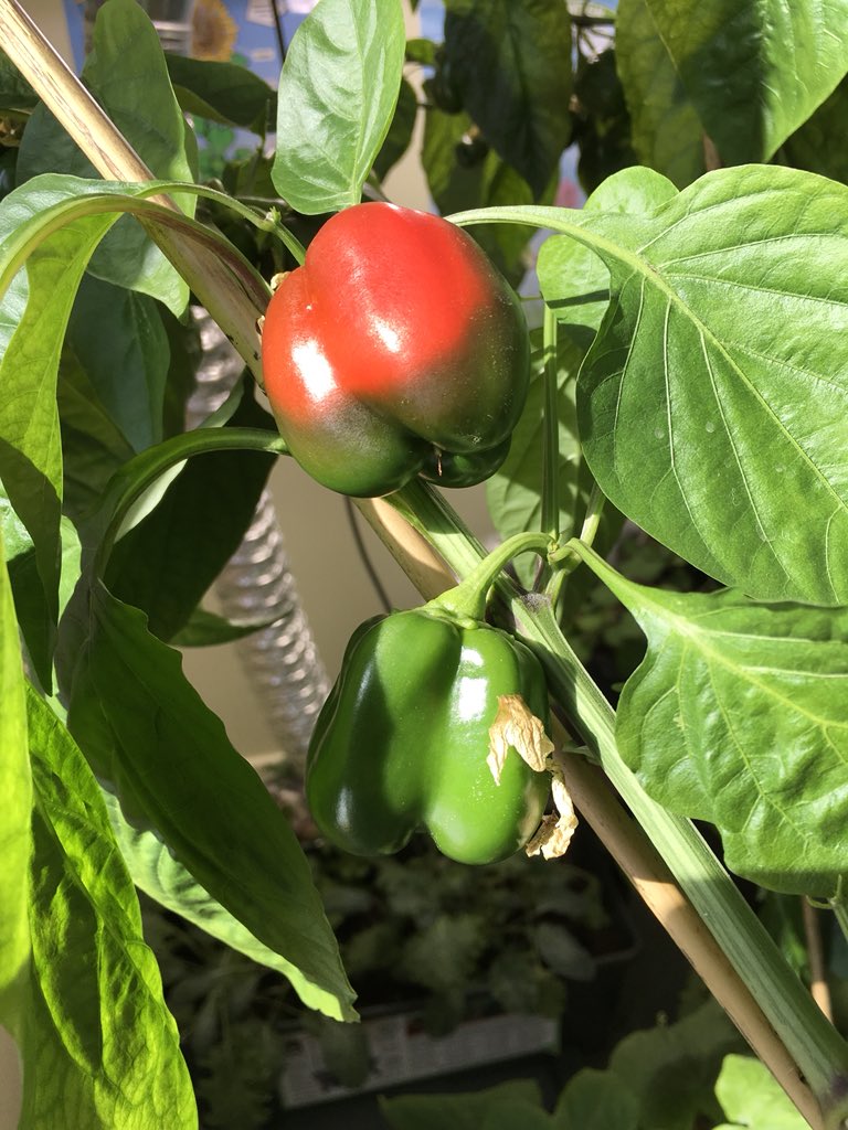 MsJacobs_NL's tweet photo. Our peppers are ripening! #lgt #peppers #indoorgarden #scienceisfun @littlegrnthumbs https://t.co/Cg46PSBrkN