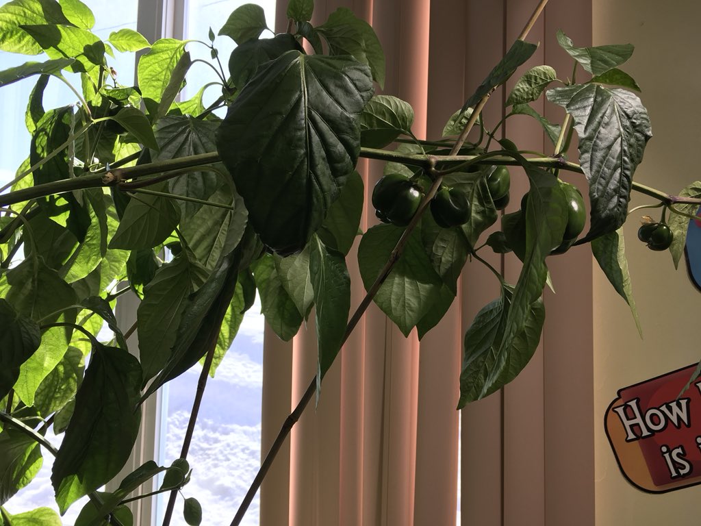 MsJacobs_NL's tweet photo. Our peppers are ripening! #lgt #peppers #indoorgarden #scienceisfun @littlegrnthumbs https://t.co/Cg46PSBrkN