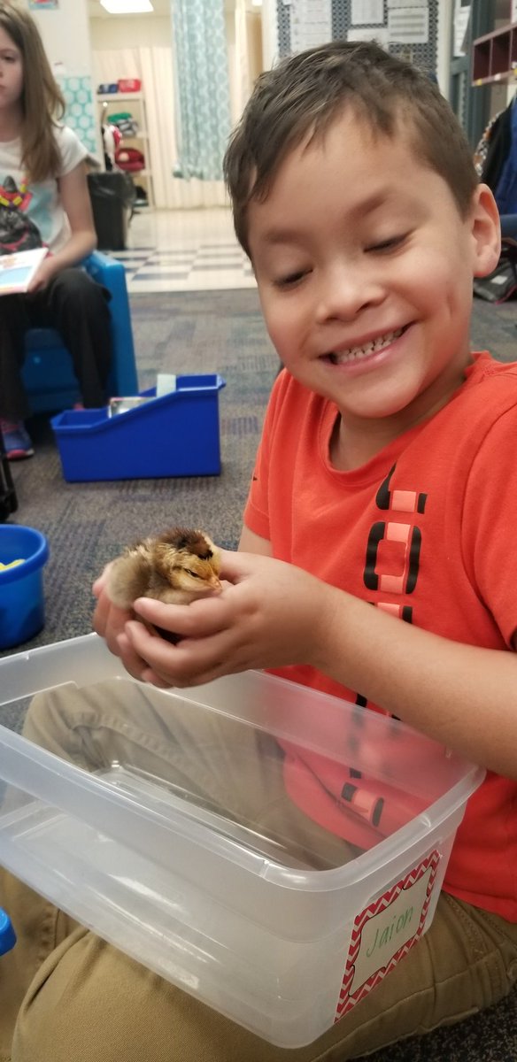 brittgash's tweet photo. Today has been SO fun! Love listening to our S's who are usually shy with visitors share info about THEIR chick babies! #projectownership https://t.co/OV3MJBajCc