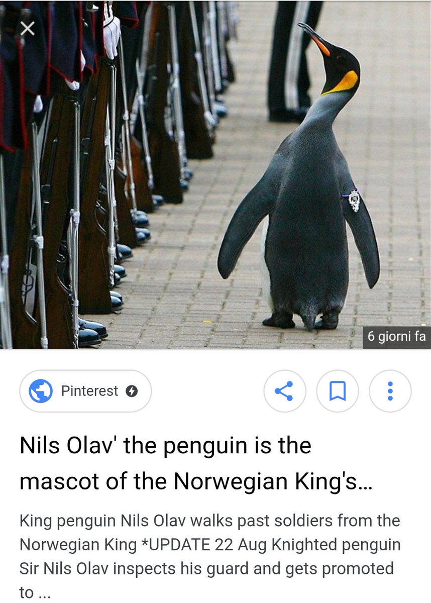 Nicola_Firenze's tweet photo. #WorldPenguinDay
#cnr #flexworkers
ask Sir Nils Olav,
Knight and Brigade Commander in Chief of the Norwegian Royal Guard, for help to convince President #Inguscio -now visiting Norway -to apply internal act according to Madia law on the 2nd of May in Rome
https://t.co/1HTimRkEs8 https://t.co/Vw6HjTPctn