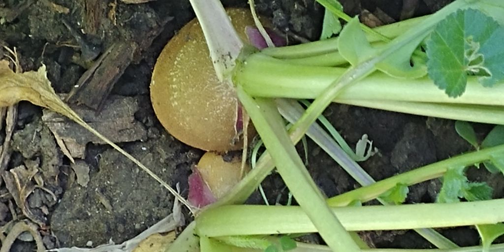 PacGardens's tweet photo. Today is the day! Last farmers market! You werent planning on skipping were you? Of course not!
#PacificGardenProgram #FarmersMarket #UoPacific #Stockton #RobbGarden https://t.co/z9gd4w3cJk